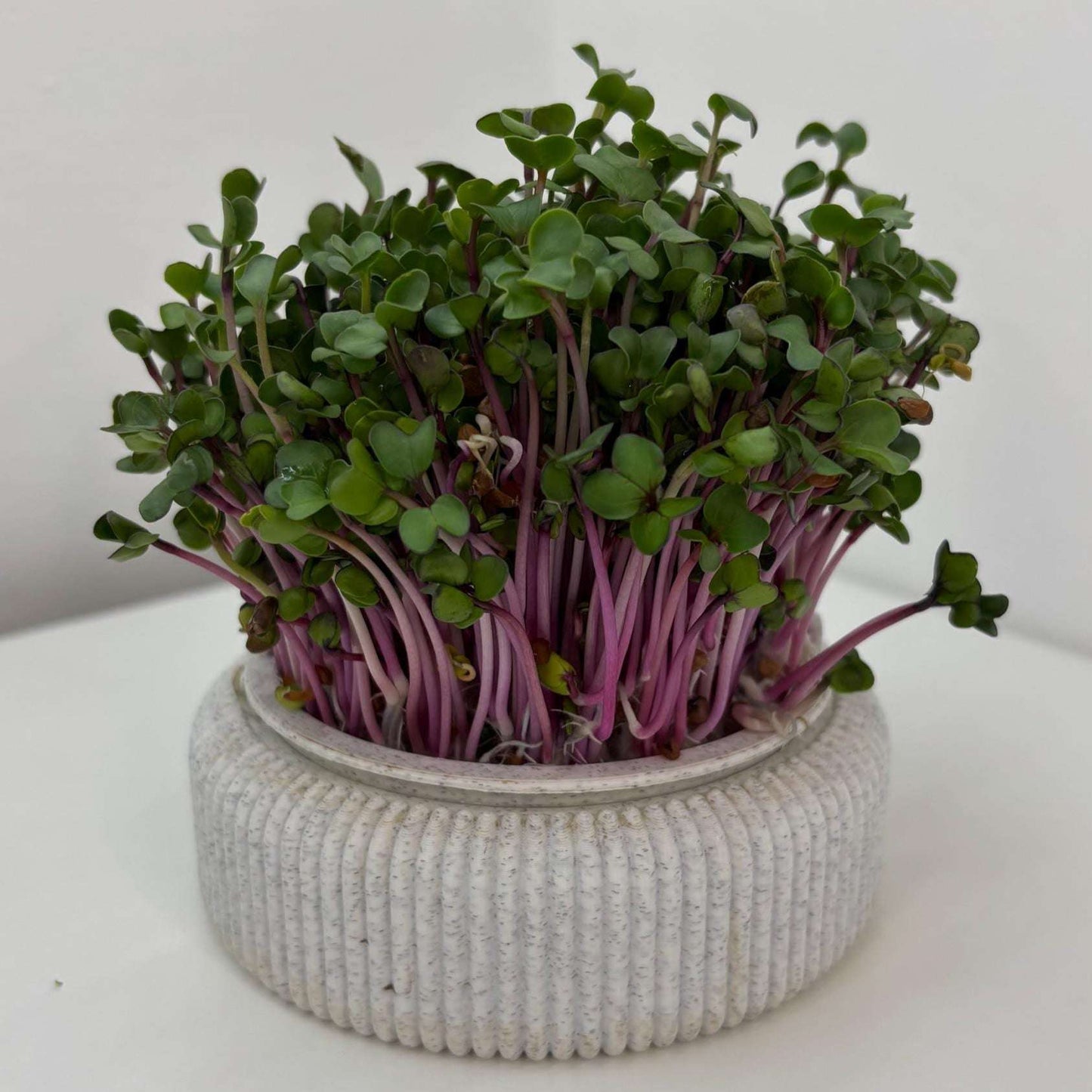 Microgreens Anzucht Set | Kresse | Sprossen | Keimlinge | Radies | Mungobohnen | Superfood | Indoor Garten | Keimsprossen - the-distinct.shop