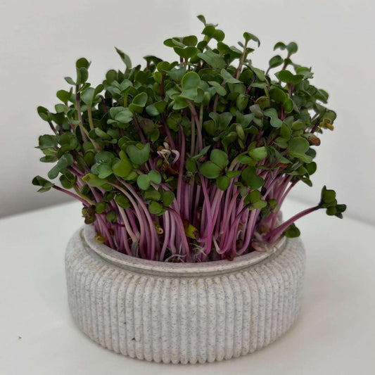 Microgreens Anzucht Set | Kresse | Sprossen | Keimlinge | Radies | Mungobohnen | Superfood | Indoor Garten | Keimsprossen - the-distinct.shop