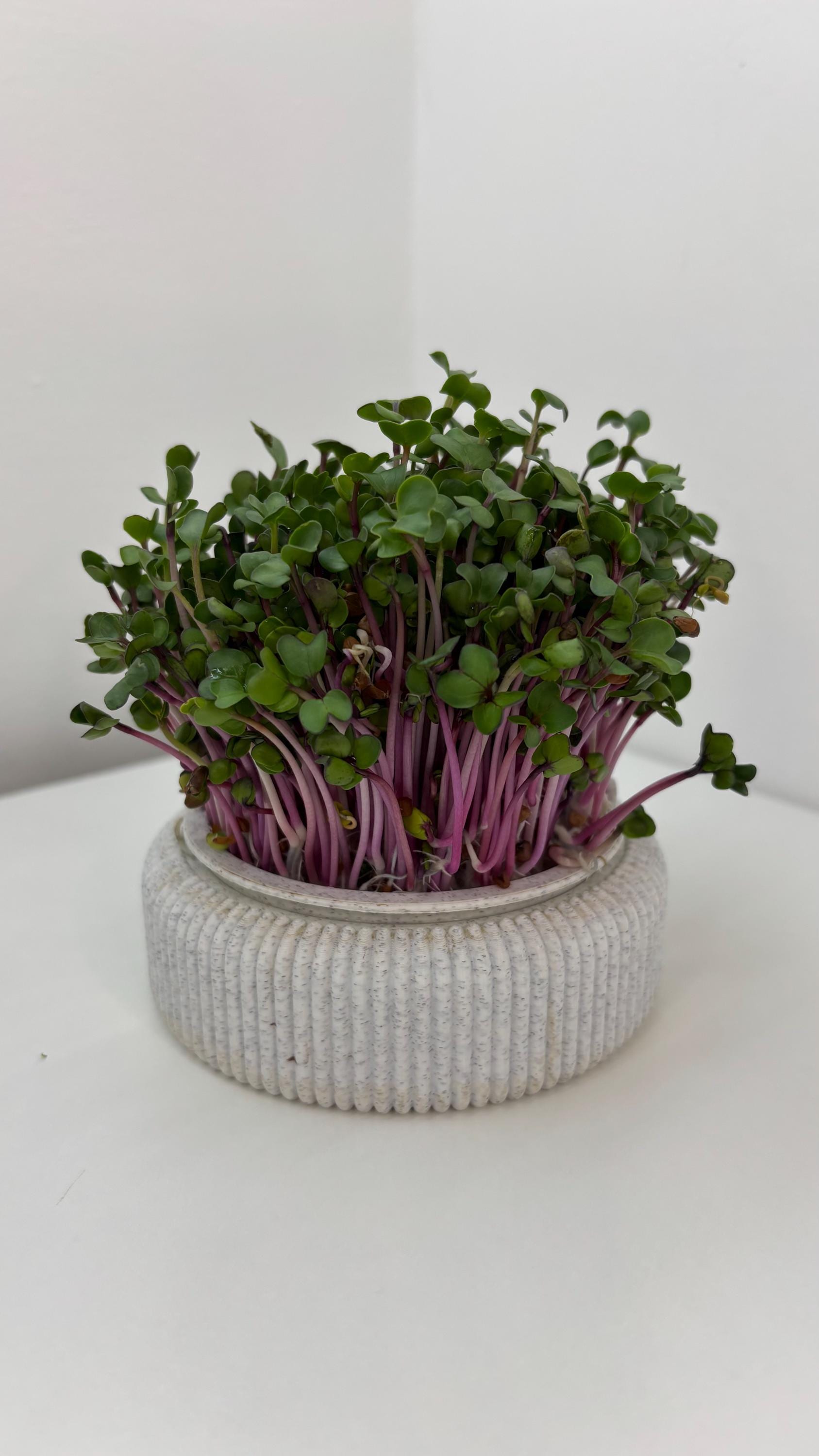Microgreens Anzucht Set | Kresse | Sprossen | Keimlinge | Radies | Mungobohnen | Superfood | Indoor Garten | Keimsprossen - the-distinct.shop