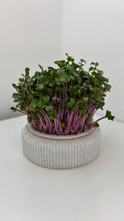 Microgreens Anzucht Set | Kresse | Sprossen | Keimlinge | Radies | Mungobohnen | Superfood | Indoor Garten | Keimsprossen - the-distinct.shop
