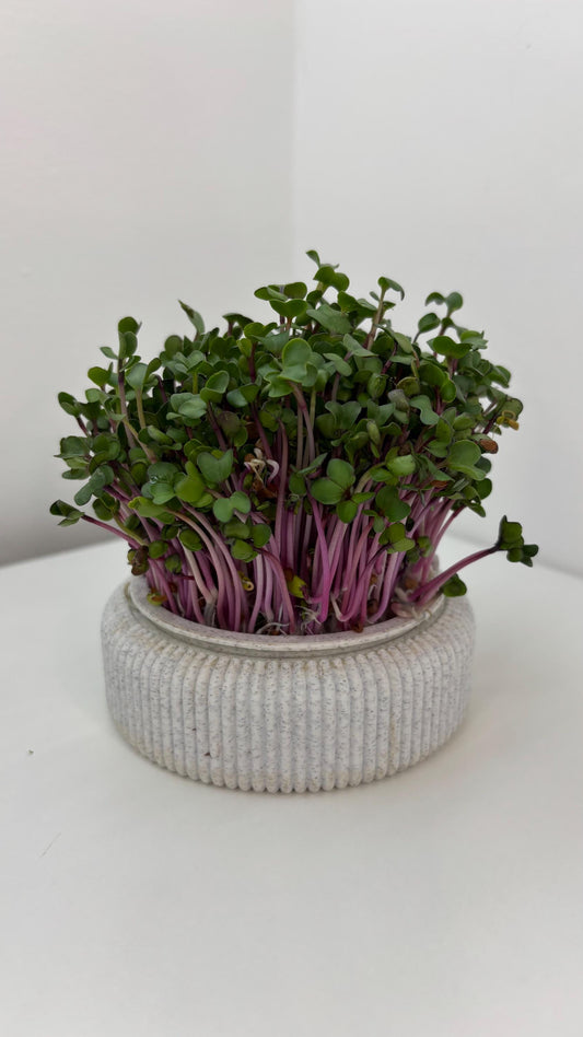 Microgreens Anzucht Set | Kresse | Sprossen | Keimlinge | Radies | Mungobohnen | Superfood | Indoor Garten | Keimsprossen - the-distinct.shop