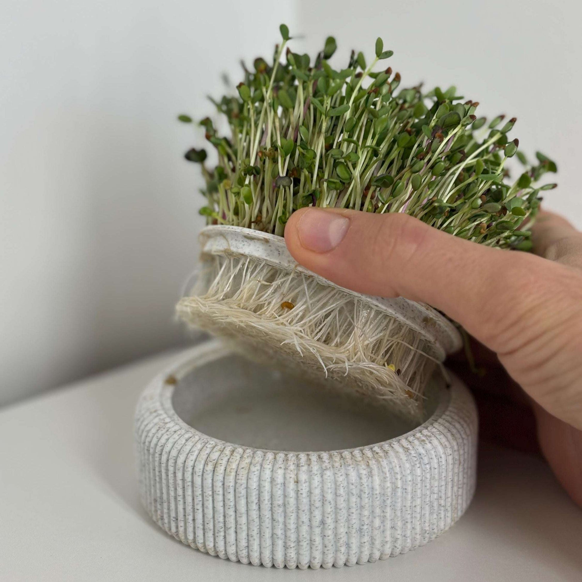 Microgreens Anzucht Set | Kresse | Sprossen | Keimlinge | Radies | Mungobohnen | Superfood | Indoor Garten | Keimsprossen - the-distinct.shop