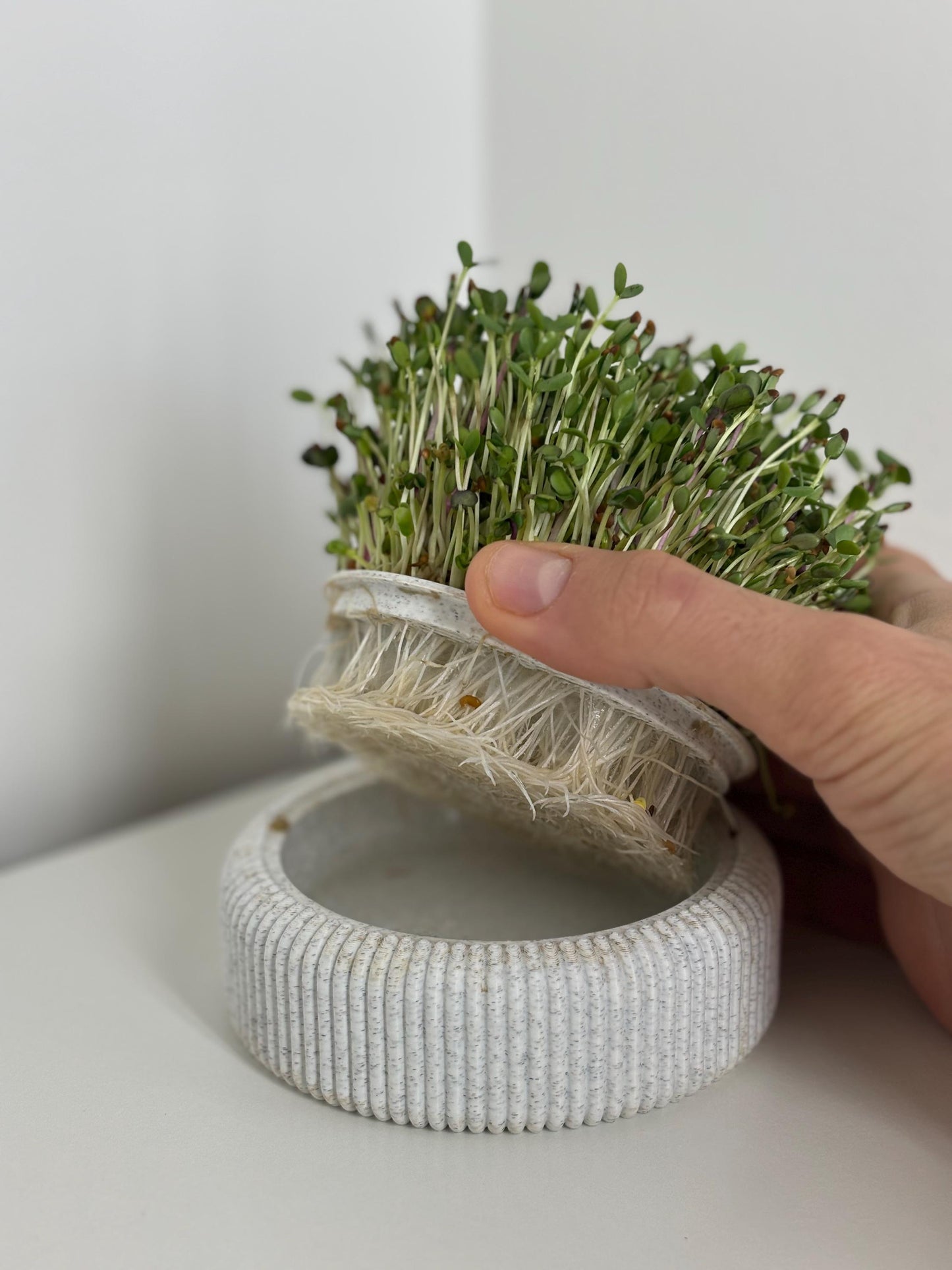 Microgreens Anzucht Set | Kresse | Sprossen | Keimlinge | Radies | Mungobohnen | Superfood | Indoor Garten | Keimsprossen - the-distinct.shop