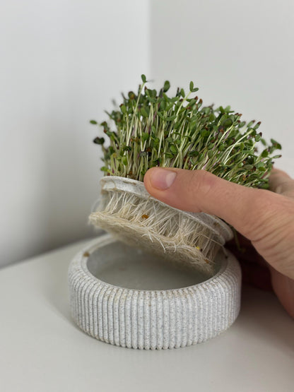 Microgreens Anzucht Set | Kresse | Sprossen | Keimlinge | Radies | Mungobohnen | Superfood | Indoor Garten | Keimsprossen - the-distinct.shop