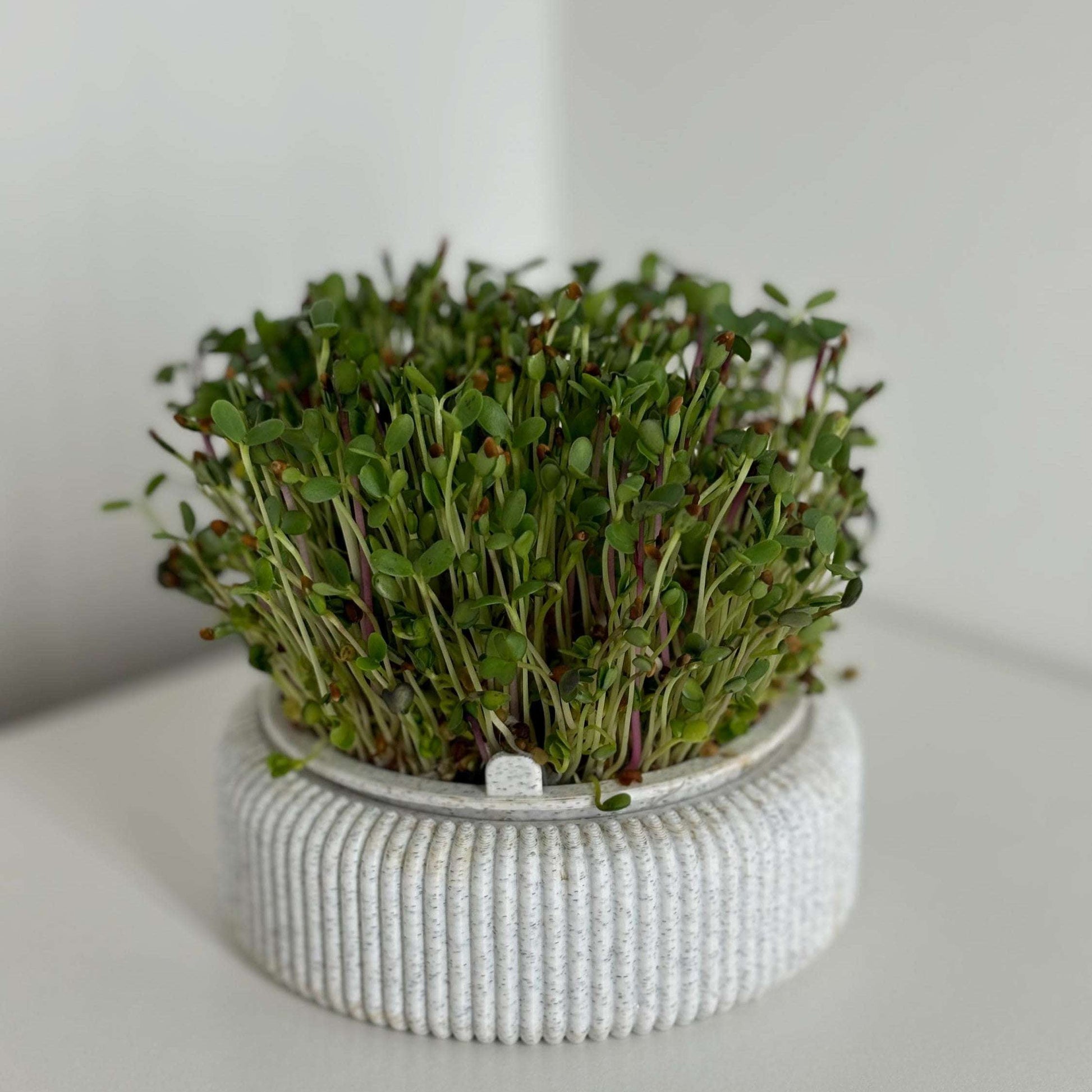 Microgreens Anzucht Set | Kresse | Sprossen | Keimlinge | Radies | Mungobohnen | Superfood | Indoor Garten | Keimsprossen - the-distinct.shop