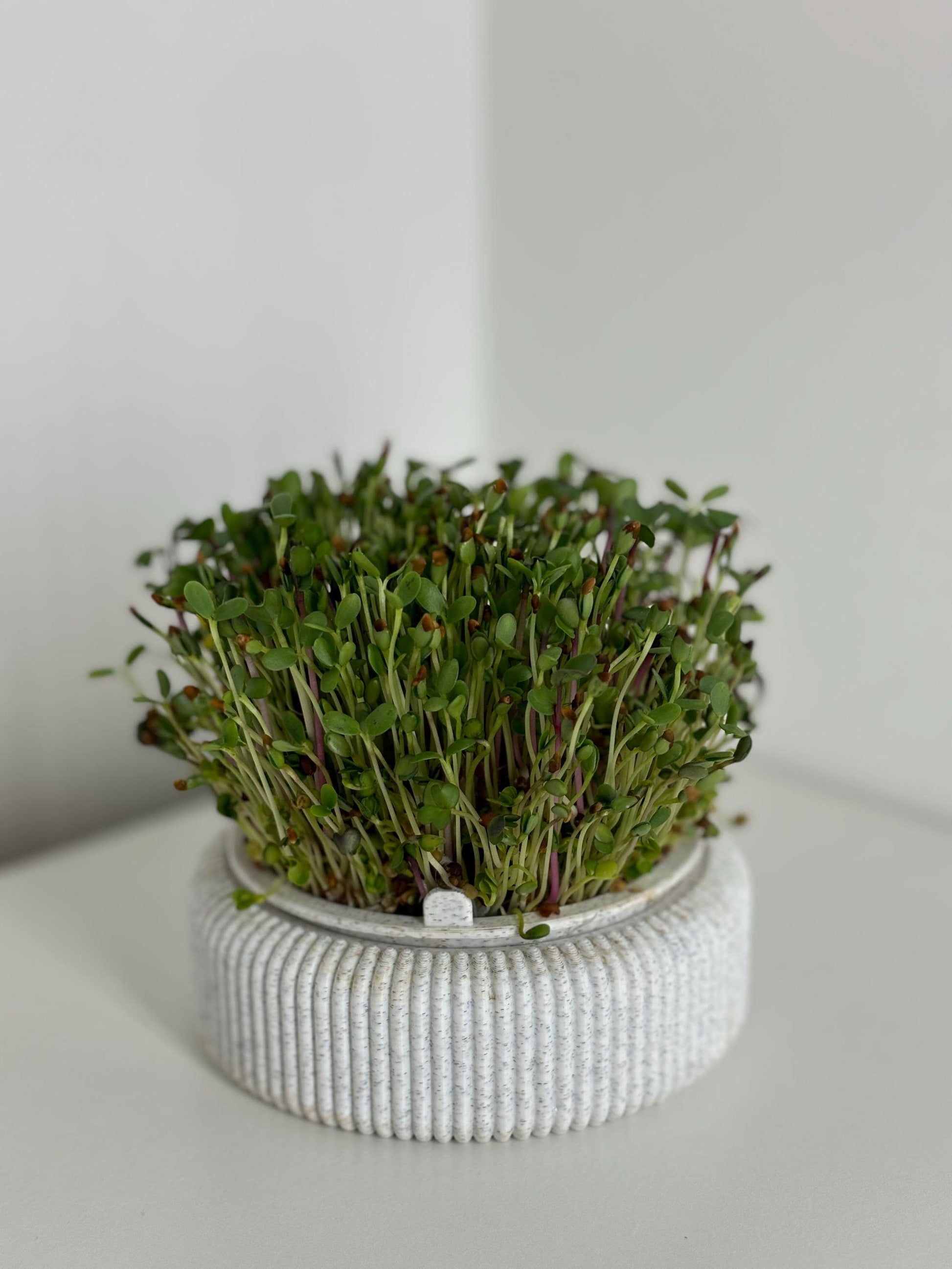 Microgreens Anzucht Set | Kresse | Sprossen | Keimlinge | Radies | Mungobohnen | Superfood | Indoor Garten | Keimsprossen - the-distinct.shop