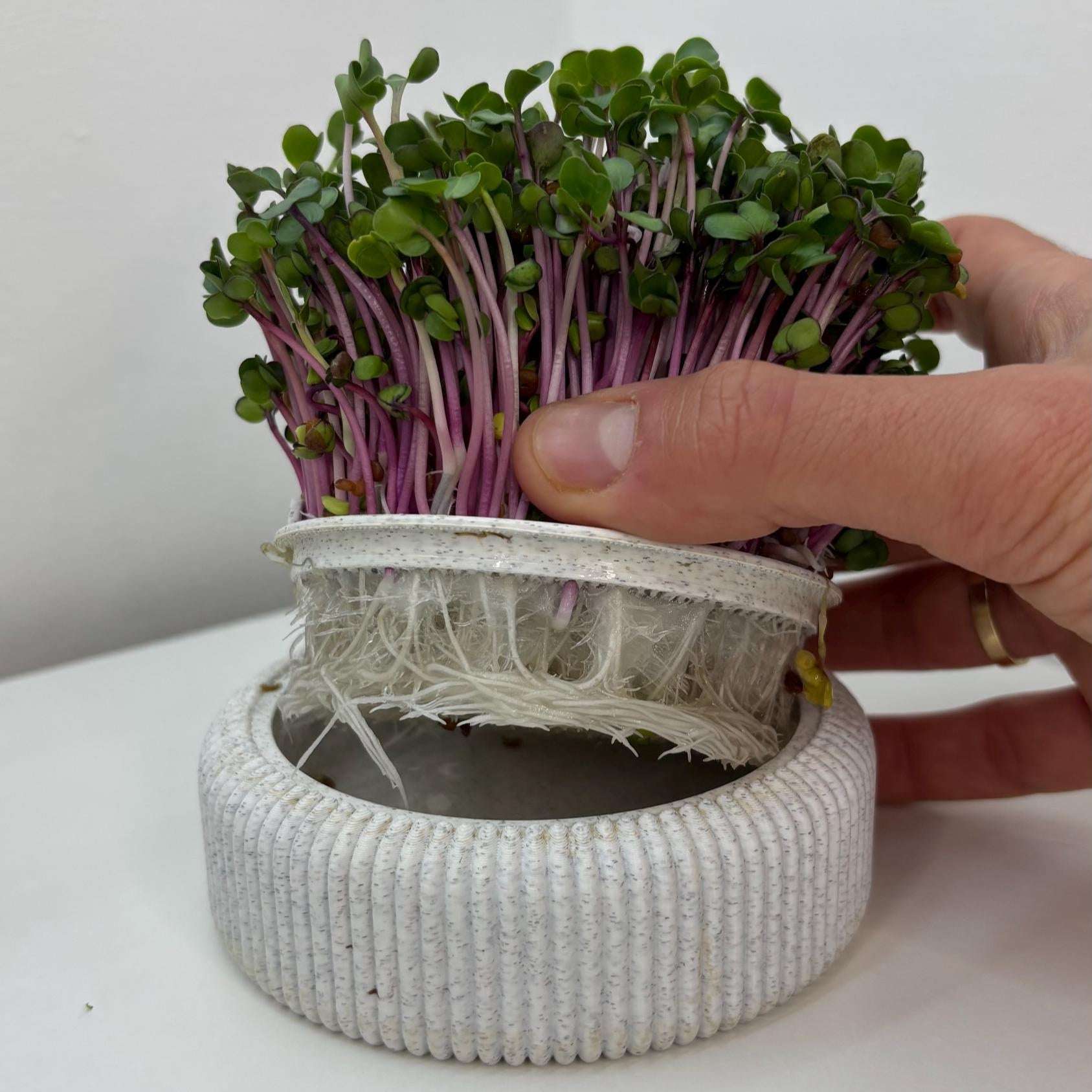 Microgreens Anzucht Set | Kresse | Sprossen | Keimlinge | Radies | Mungobohnen | Superfood | Indoor Garten | Keimsprossen - the-distinct.shop