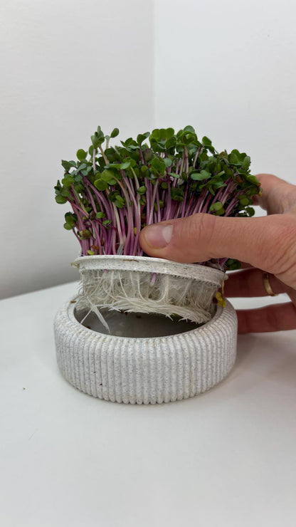 Microgreens Anzucht Set | Kresse | Sprossen | Keimlinge | Radies | Mungobohnen | Superfood | Indoor Garten | Keimsprossen - the-distinct.shop